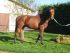 Chevaux A vendre torrento de riverland