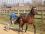 14/01 AMI SUR LA PISTE EN PLEIN TRAVAIL - PB