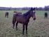Chevaux A vendre VOL DE NUIT DU BATUT