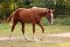 Chevaux A vendre Uyanik Champeix