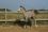 Chevaux A vendre Very Good de la Bonn very good 4 mois