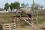 Chevaux A vendre Tahis de tus 