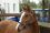 Chevaux A vendre T&eacute;line de la Bonn 