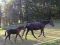 Chevaux A vendre VOLNAY d'AUBRAC INGENUE D'AUBRAC et son poulain VOLNAY D'AUBRAC fin Ao&ucirc;t 09 - PB
