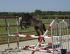 Chevaux A vendre toundra du bochard
