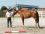 Chevaux A vendre T&eacute;line de la Bonn juin 2009