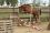 Chevaux A vendre T&eacute;line de la Bonn septembre 2009