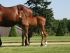 Chevaux A vendre COSINHUS X ARGENTINUS X Lefevre