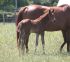 Chevaux A vendre VIVALDI DU SEIGNEUR X TROPHEE DU ROZEL x Nelfo du Mesnil