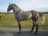Chevaux A vendre cortes