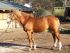 Chevaux Saillies &eacute;talons Bacardi De La Boverie