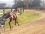 14/01 AMI SUR LA PISTE EN PLEIN TRAVAIL - PB