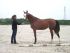 Chevaux A vendre Amazone des Aubiers