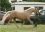 Thistledown Pretty Posh par Eyarth Troy - Coll Priv&eacute;