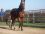 14/01 AMI D'AUBRAC EN PRE-ENTRAINEMENT LE RETOUR - PB