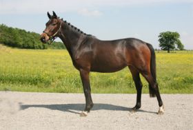 Ab&egrave;le de Hus - Haras de Hus