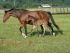 Chevaux A vendre ABEILLE DE RIVERLAND