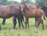 Chevaux A vendre VIZIR