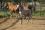 Chevaux A vendre Very Good de la Bonn very good 4 mois