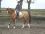 Chevaux A vendre Alone Ste Hermelle 