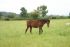 Chevaux A vendre URLUBALOU DU BATUT