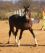 Dauphin de Savinia