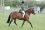 Cadlan Valley Brigadier par Eyarth Troy - www.anthony-reynolds.net