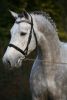 Chevaux Saillies &eacute;talons conca d'or Pl&eacute;ville