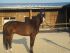 Chevaux A vendre aramiro