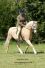 Cadlan Valley Sandpiper par Eyarth Troy - CV collection priv&eacute;