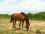 Chevaux A vendre T&eacute;line de la Bonn juin 2010