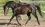 Northern Cross Achilles par Eyarth Troy - coll priv&eacute;