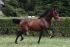 Chevaux A vendre TRIANERO.ER