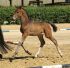 Chevaux A vendre DANONE I X ROHDIAMANT X LUCIANO