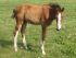 Chevaux A vendre vague de riverland