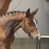 Chevaux A vendre ALMEE CLASS
