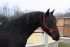 Chevaux A vendre ABACO.ER