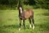 Chevaux A vendre Voyou de Pl&eacute;ville