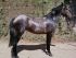 Chevaux A vendre uzira de justemont