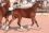 Truly Diam 1ere Concours Regional Foal- Championnat de France