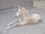 vivaldi de bois soleil (princesse du diable oi) pouliche a vendre