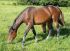 Chevaux A vendre Ushana des Sables