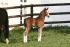 Chevaux A vendre AMADEHUS X ARGENTINUS X Fahnentraeger II