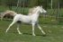 Chevaux Saillies &eacute;talons ZOUG DEL ARAM