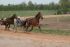 Chevaux A vendre Amenhotep Gwen