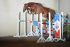 Chevaux A vendre tostaky de la loue