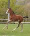 Chevaux A vendre CAMERA DE RIVERLAND 