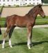 Chevaux A vendre VIVALDI DU SEIGNEUR X NABAB DE REVE x T&eacute;nor Manciais