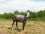 Chevaux A vendre Tahis de tus juin 2010