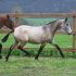 Chevaux A vendre ALMA DE LA GESSE